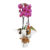 Orquídea Phalaenopsis