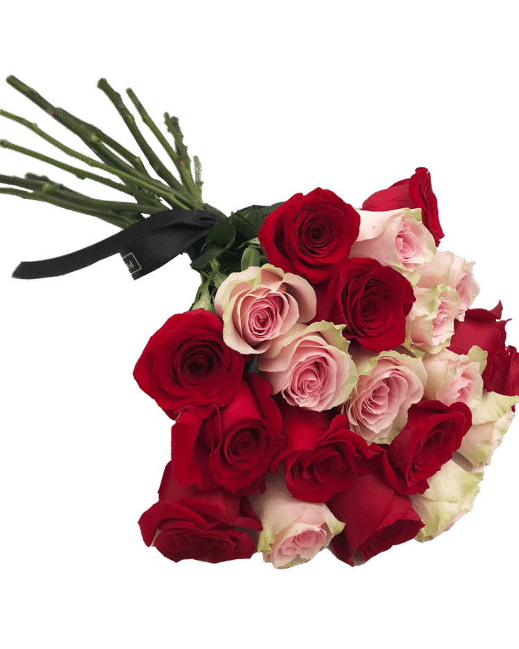 Bouquet of fresh bicolor roses