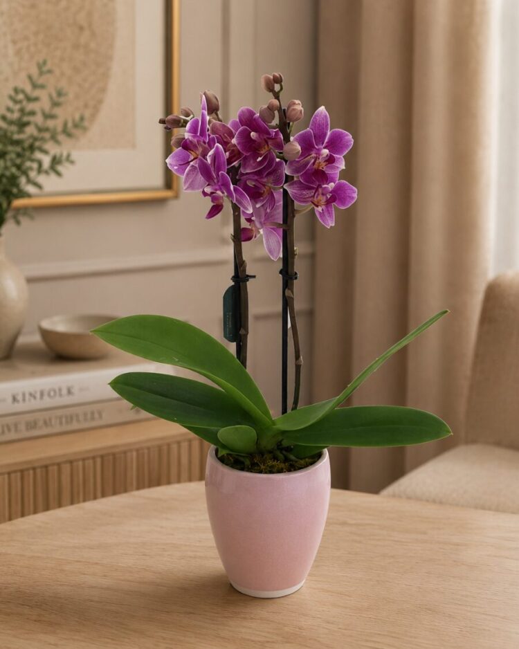 Orquídea mini