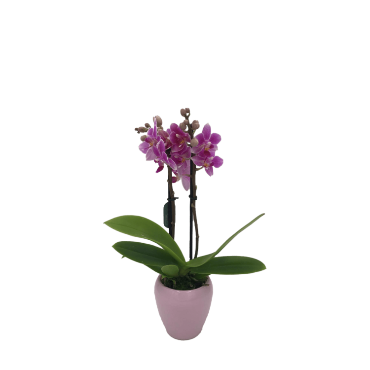 Orquídea mini
