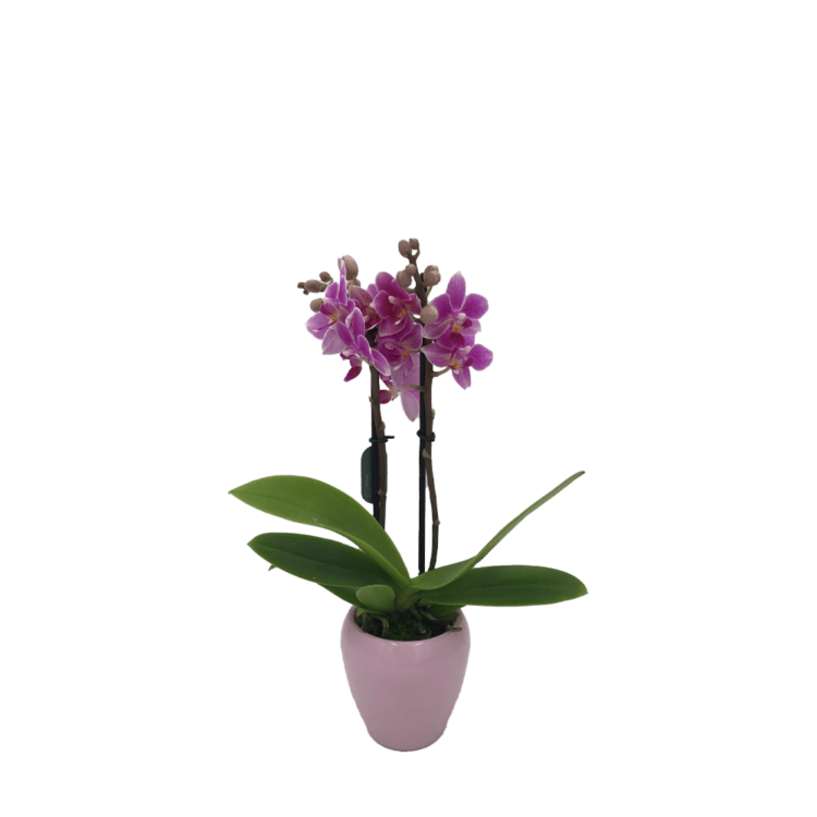 Mini orchid