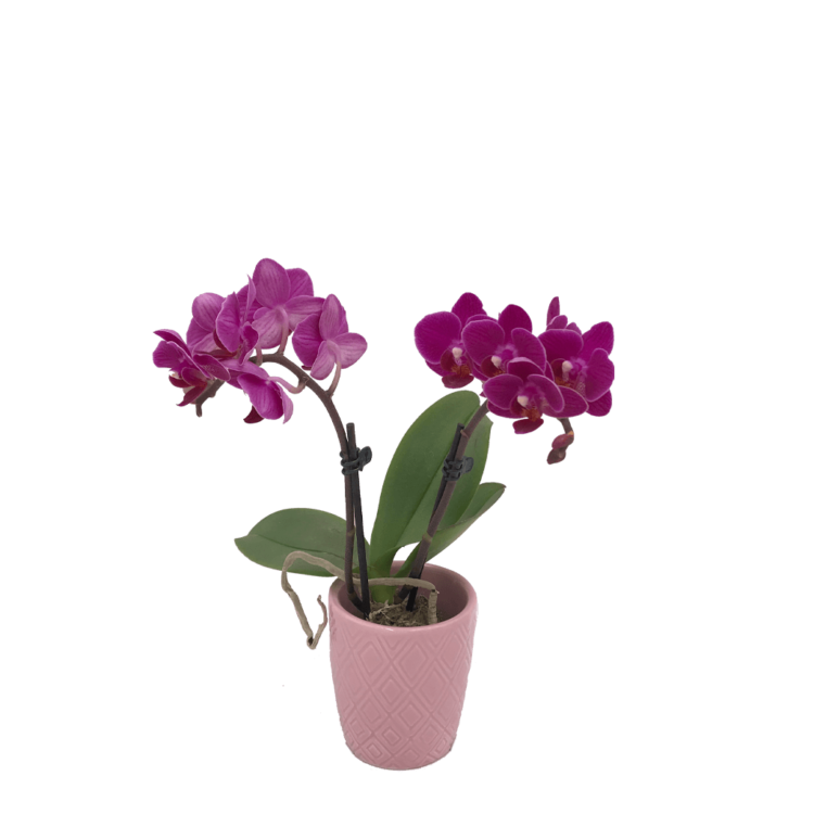 Orquídea mini