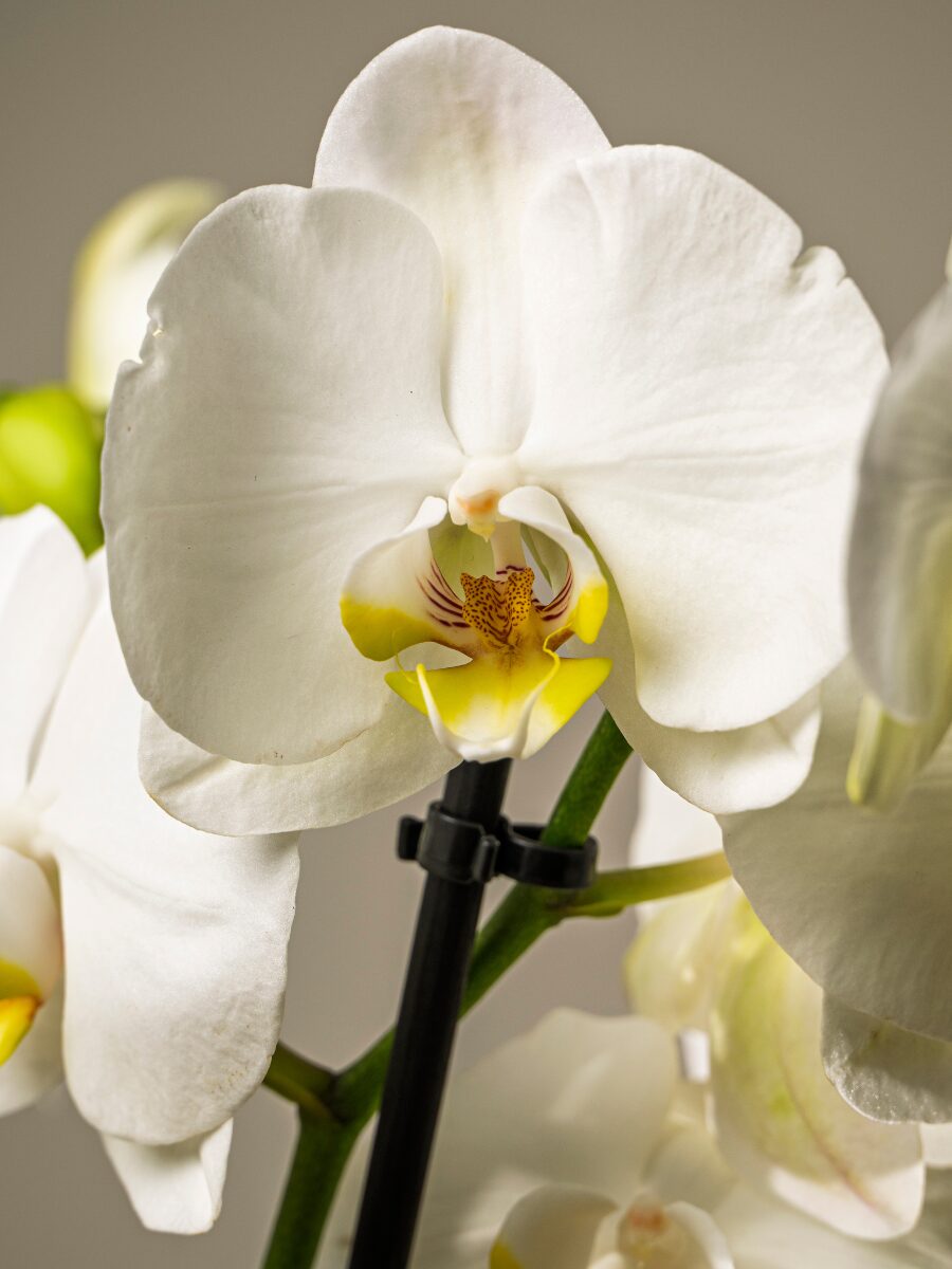 Orquídea premium blanca - Imagen 2