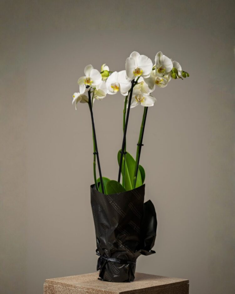 Orquídea premium blanca