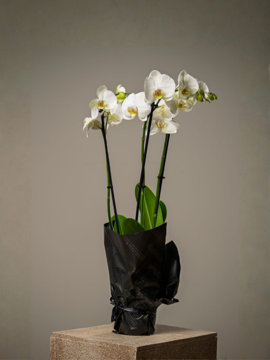 Orquídea premium blanca