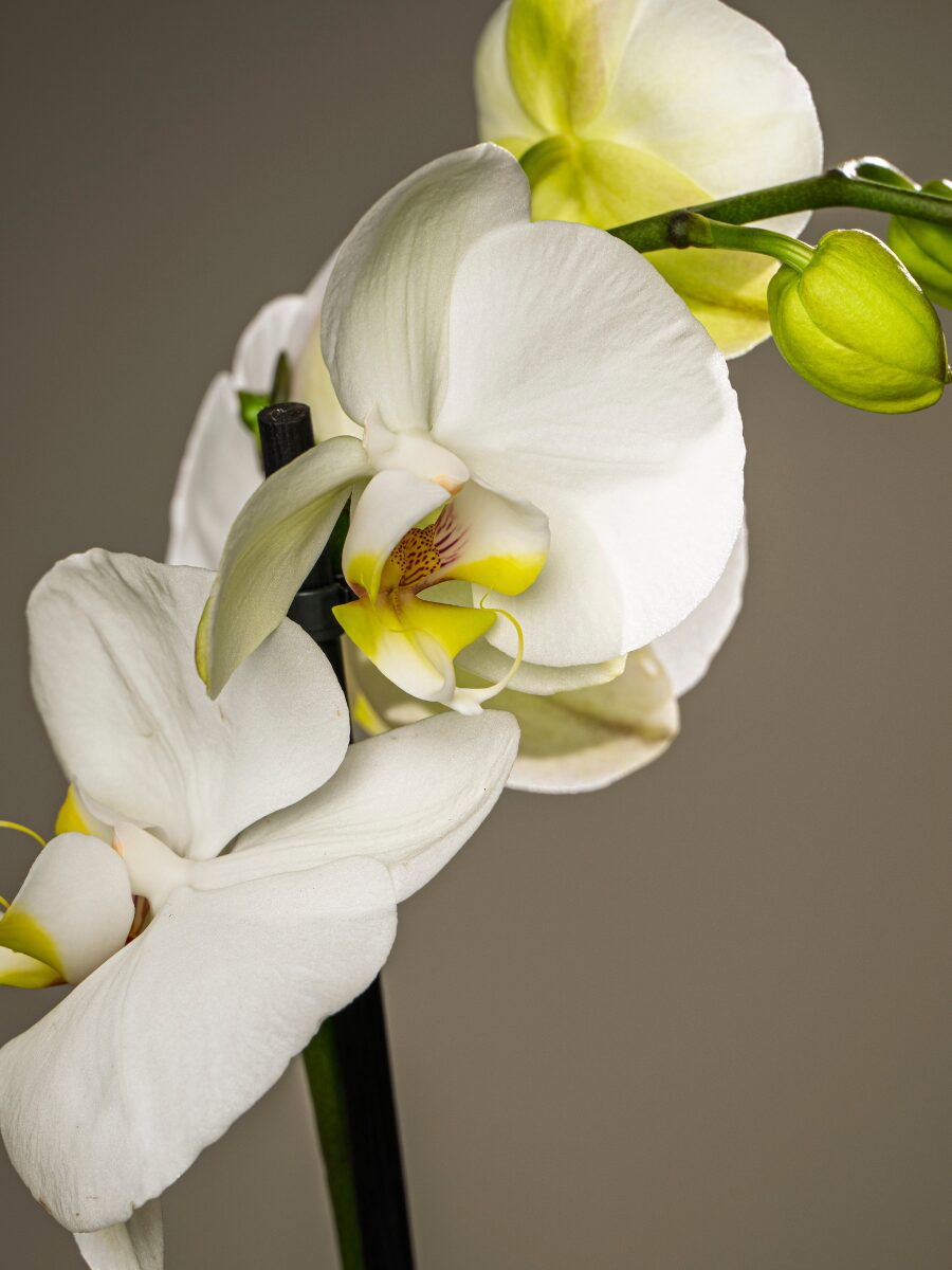 Orquídea premium blanca - Imagen 4