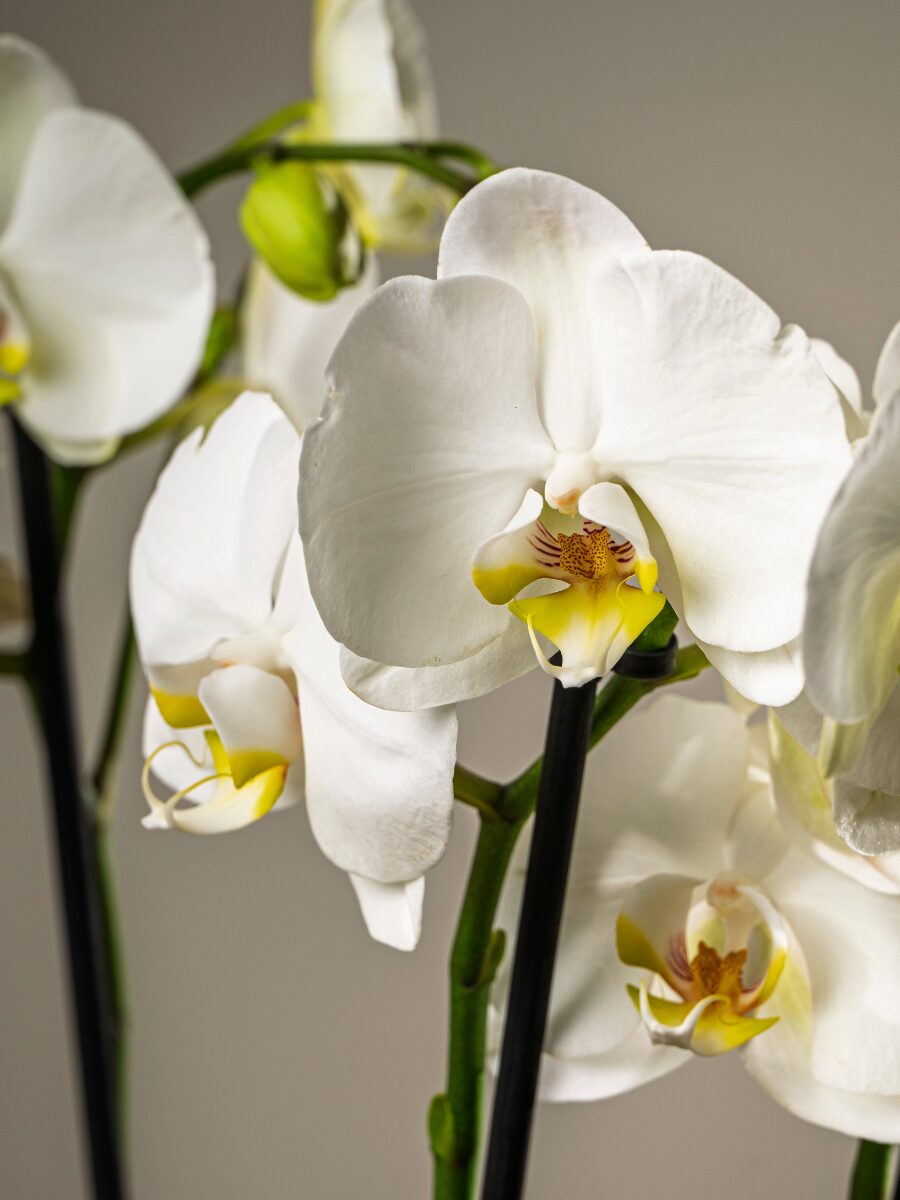 Orquídea premium blanca - Imagen 3