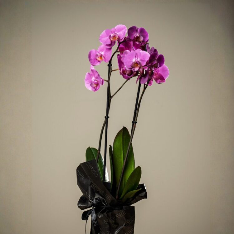 Orquídea premium morada