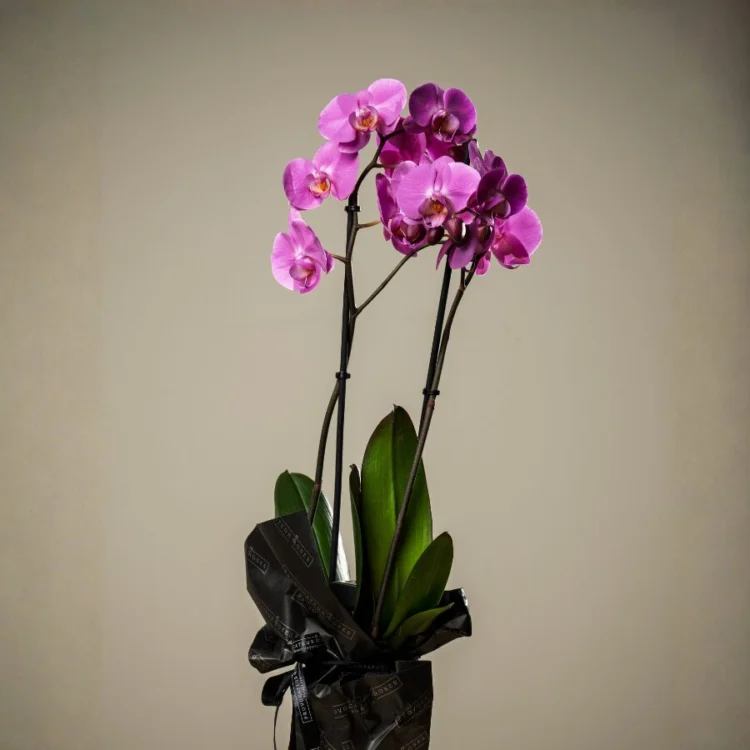 Premium purple orchid