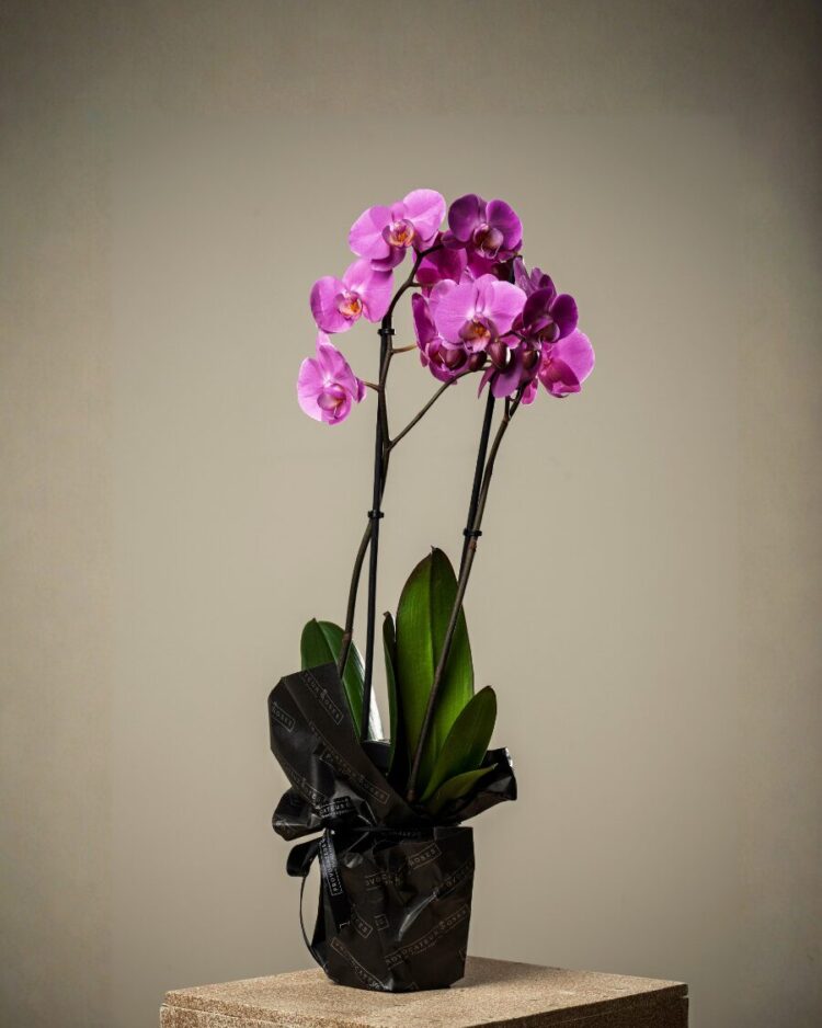 Orquídea premium morada