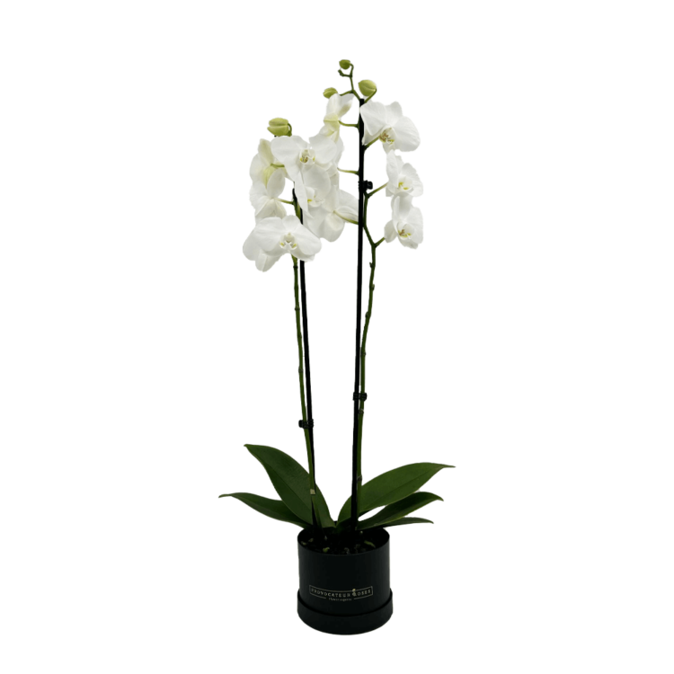 Orquídea premium blanca
