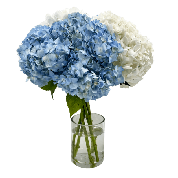 Delivery of a bouquet of premium white and blue hydrangeas to your home ...