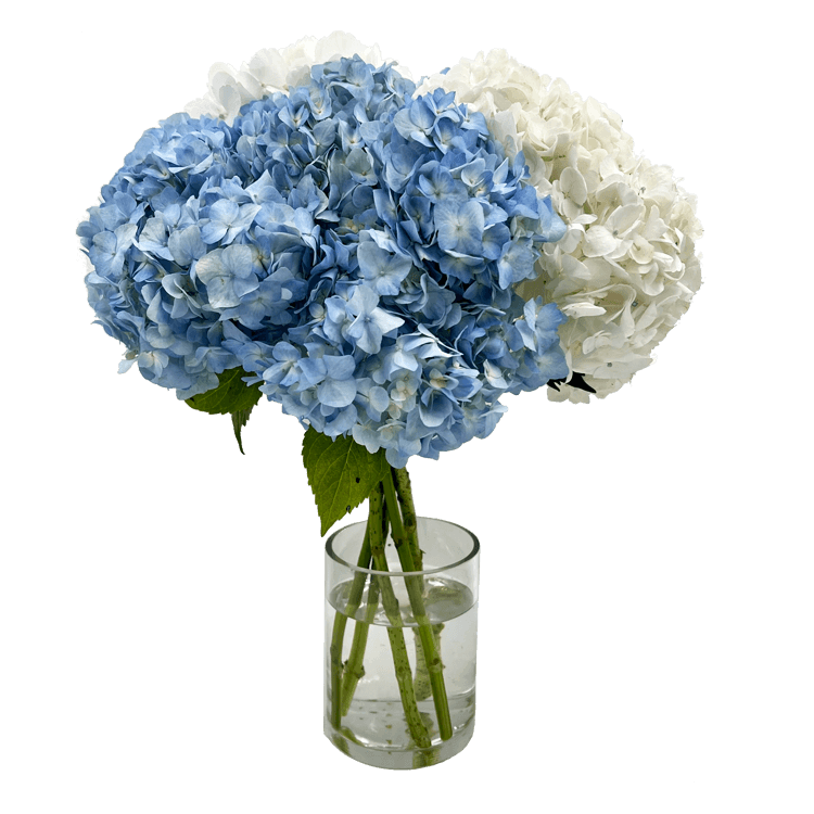 Ramo de hortensias premium blancas y azules