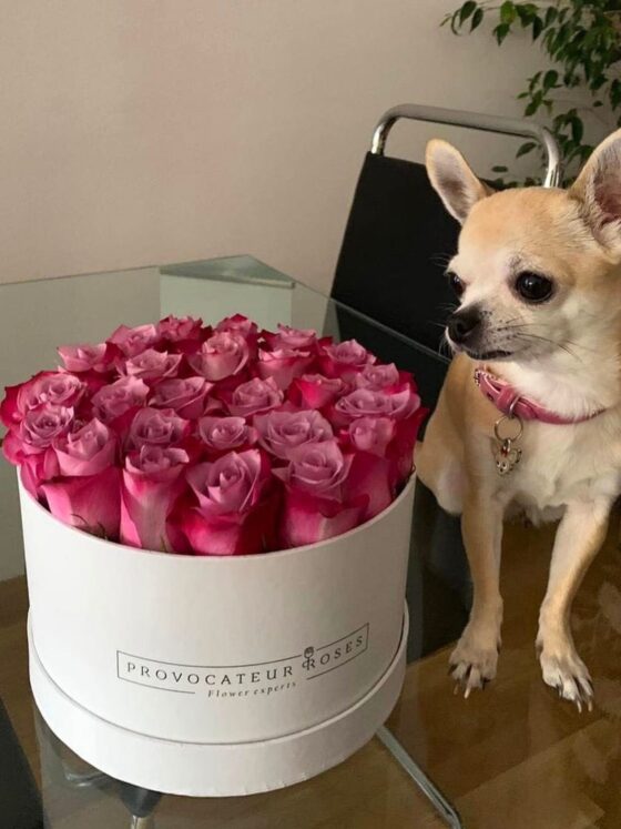 Caja Blanca de 24 cm con 23 Rosas Frescas Deep Purple