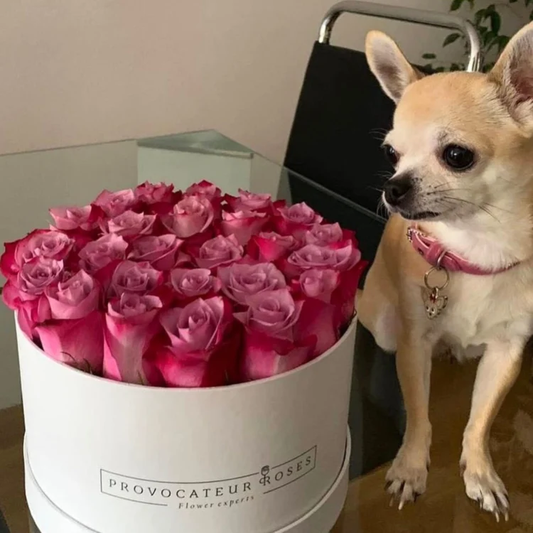 24cm White Box with 23 Fresh Deep Purple Roses