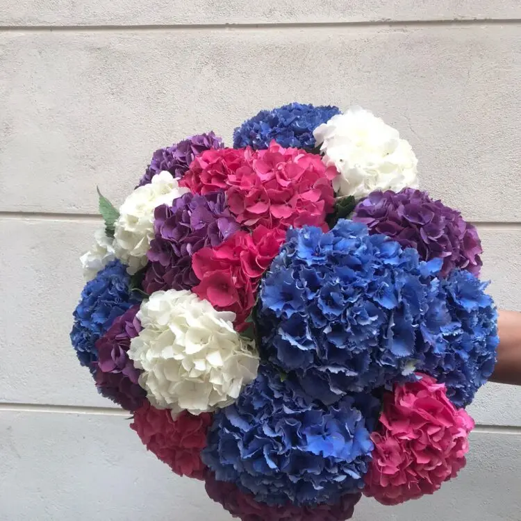 Premium colorful Hydrangea bouquet 20 stems