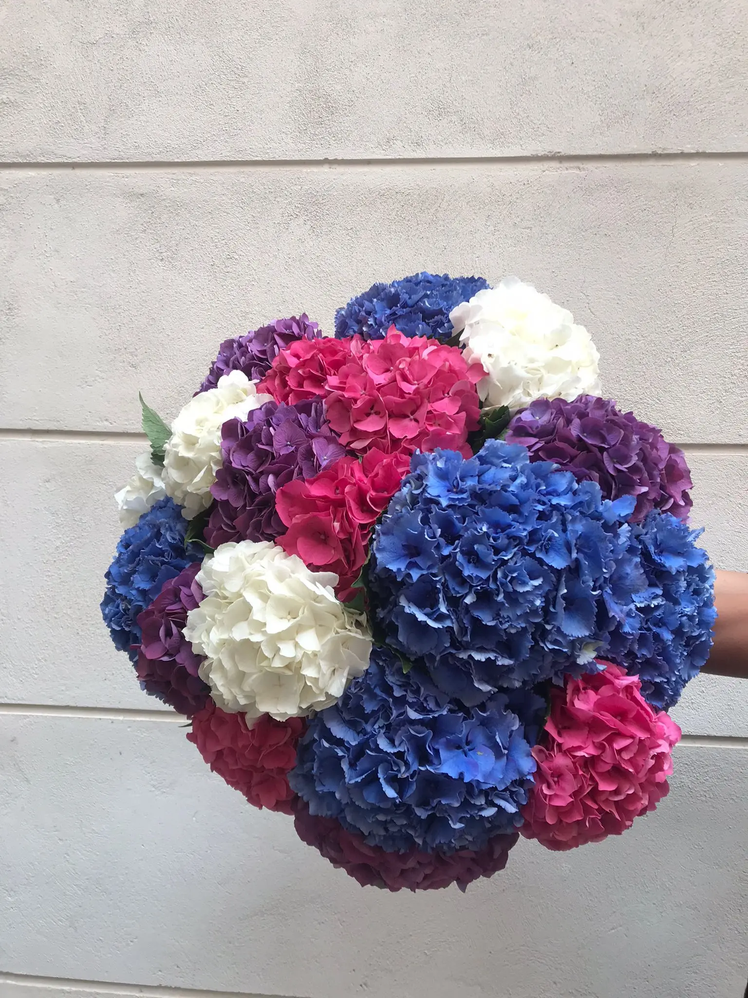 Premium colorful Hydrangea bouquet 20 stems