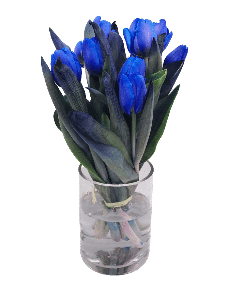 Ramo de tulipanes azules