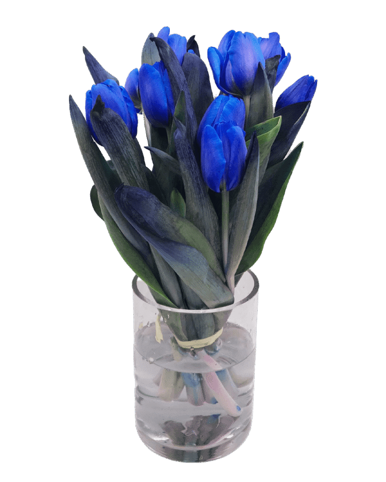 Bouquet of blue tulips
