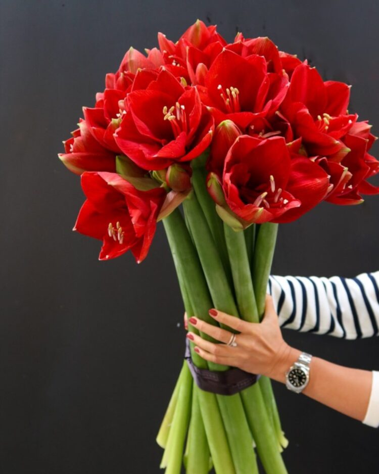 Ramo de Amarilis Rojos