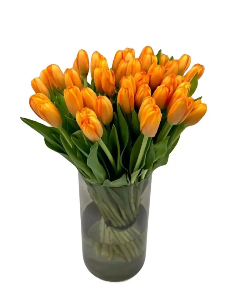 Bouquet of orange tulips