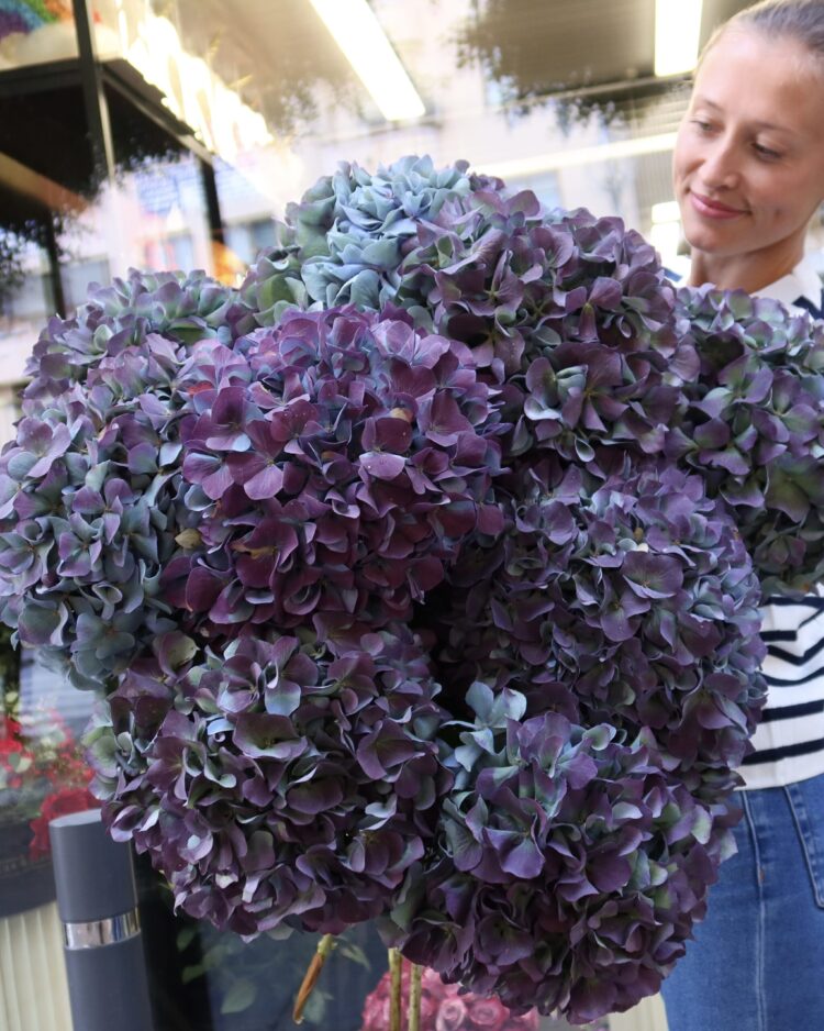 Ramo Exclusivo de Hortensias Jumbo