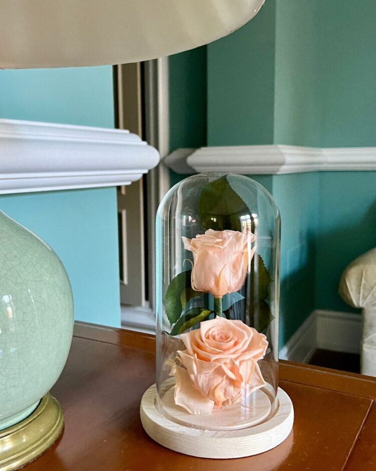 Beauty and the best rose peach