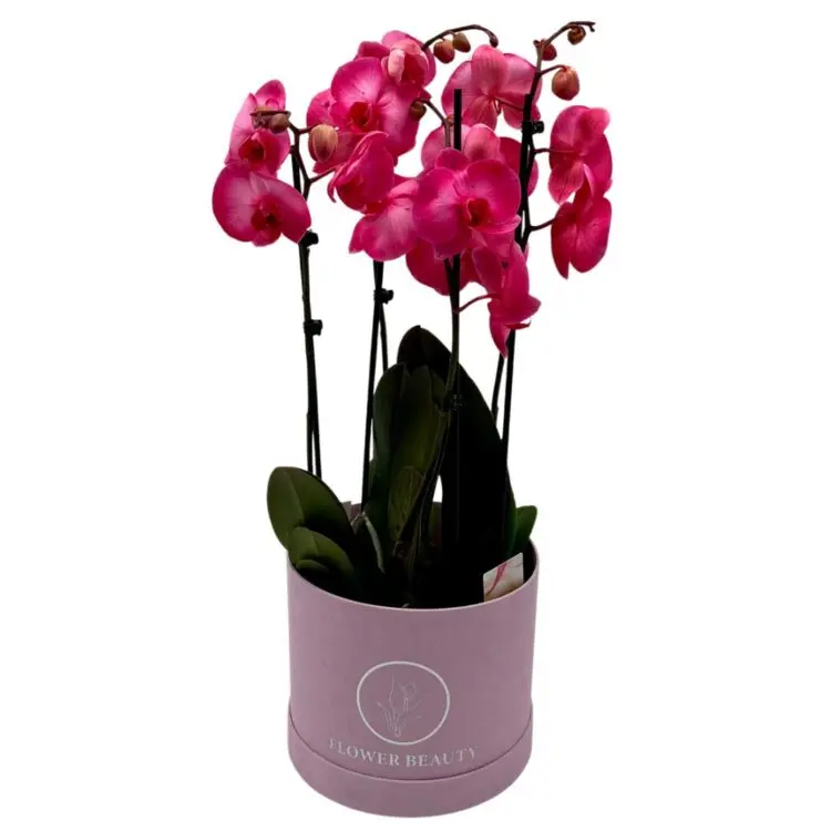 Luxury Fuchsia Orchids