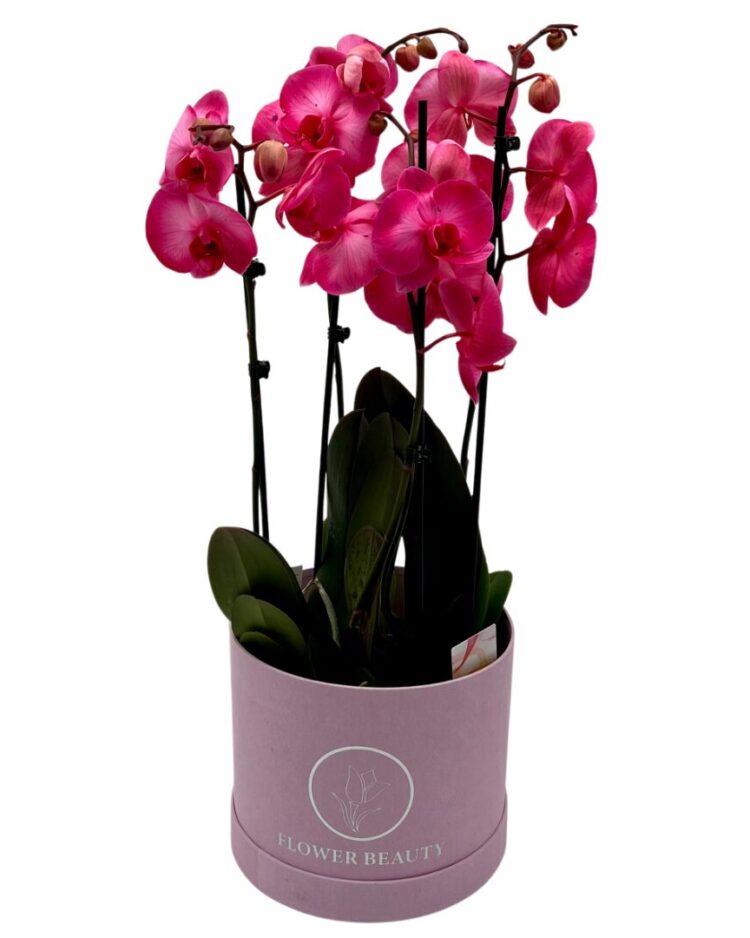 Luxury Fucsia Orquídeas
