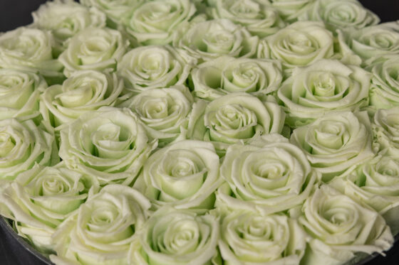 Caja Redonda Negra Rosas Eternas Tiffany - Imagen 4
