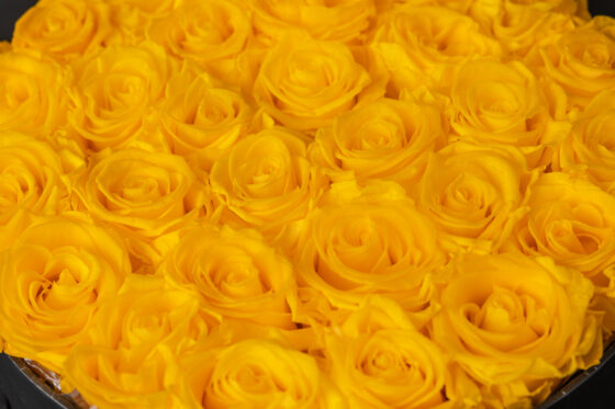 Caja Redonda de Rosas Preservadas sunny yellow - Imagen 3