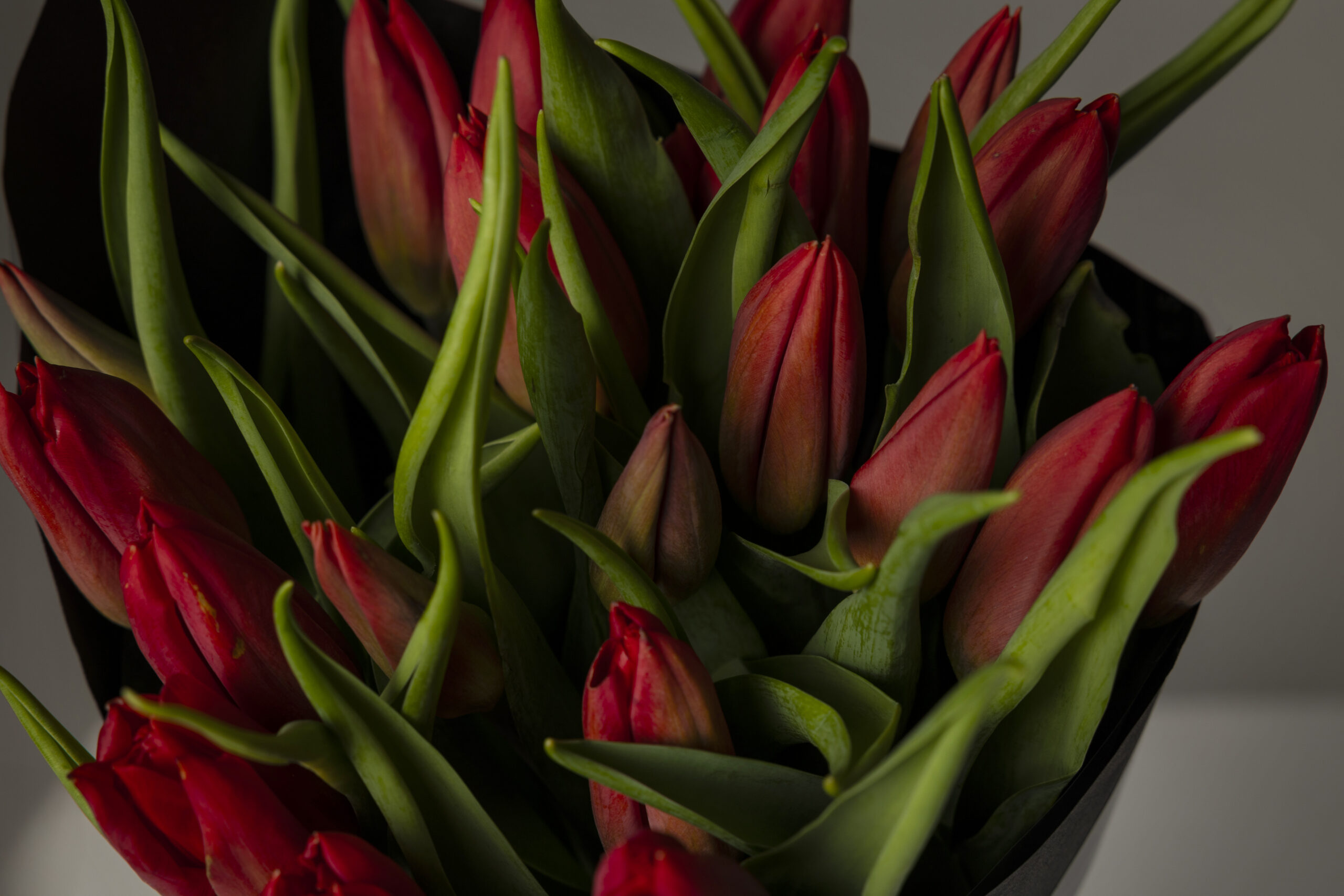 Ramo de tulipanes rojos - Imagen 4