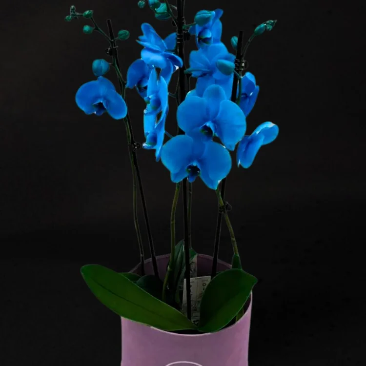 Aquamarine luxury orchid