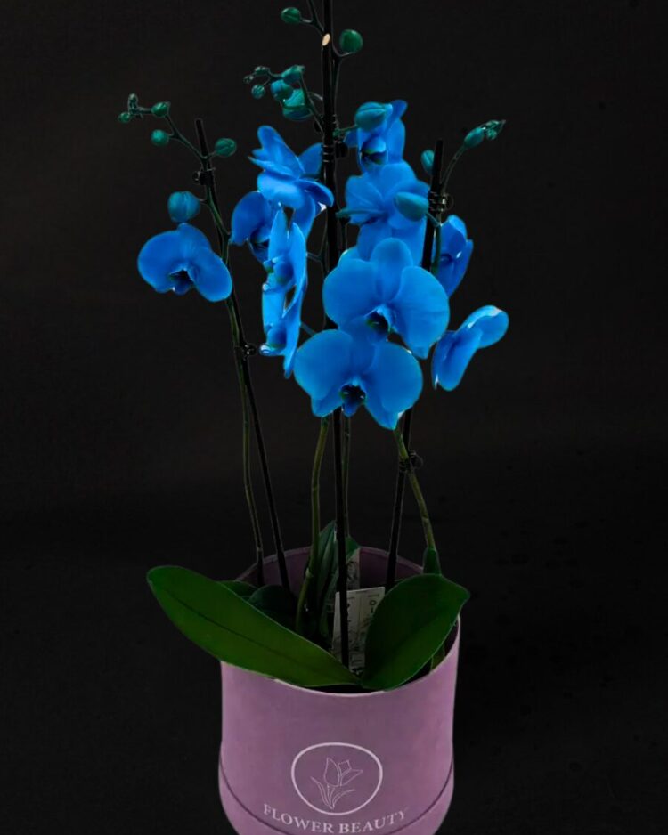 Aquamarine luxury orquídea