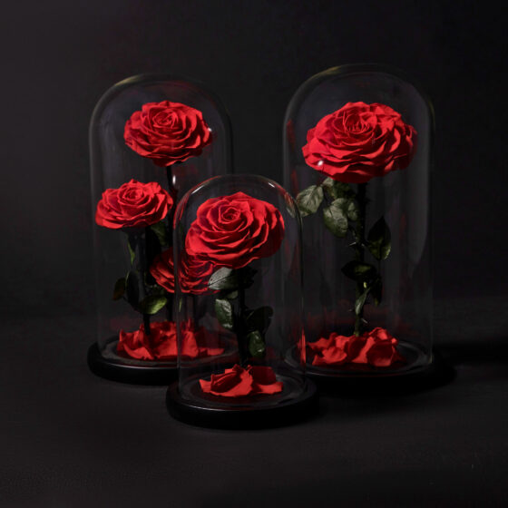 Rosas Eternas en Cúpula