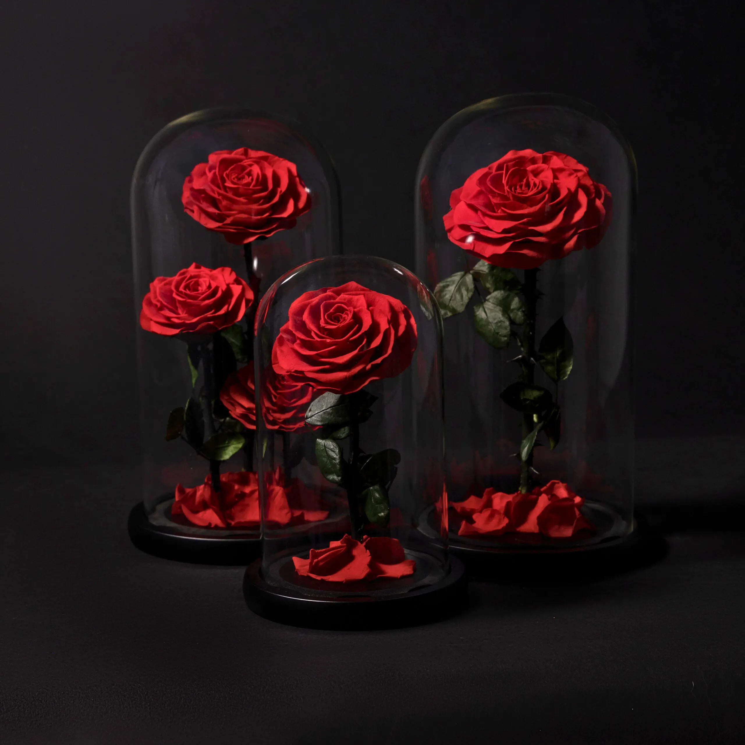 Eternal Roses in Dome - Image 2