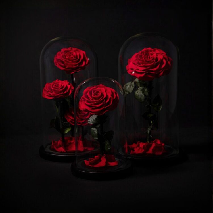 Rosas Eternas en Cúpula