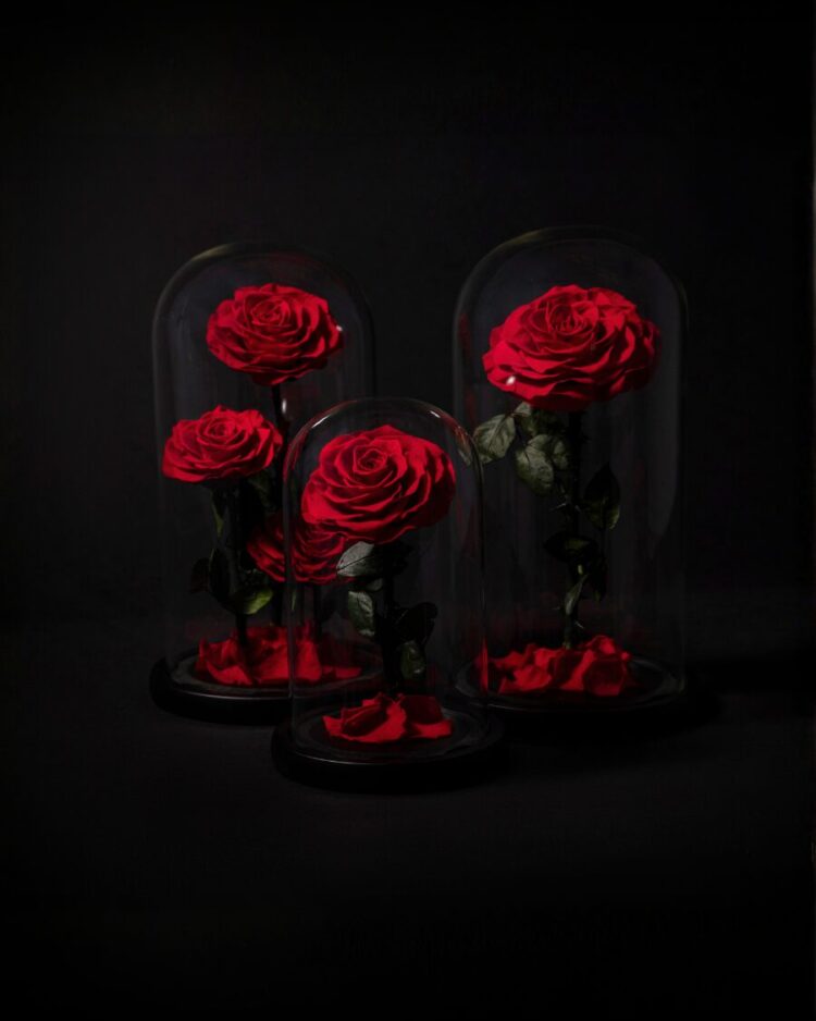 Rosas Eternas en Cúpula