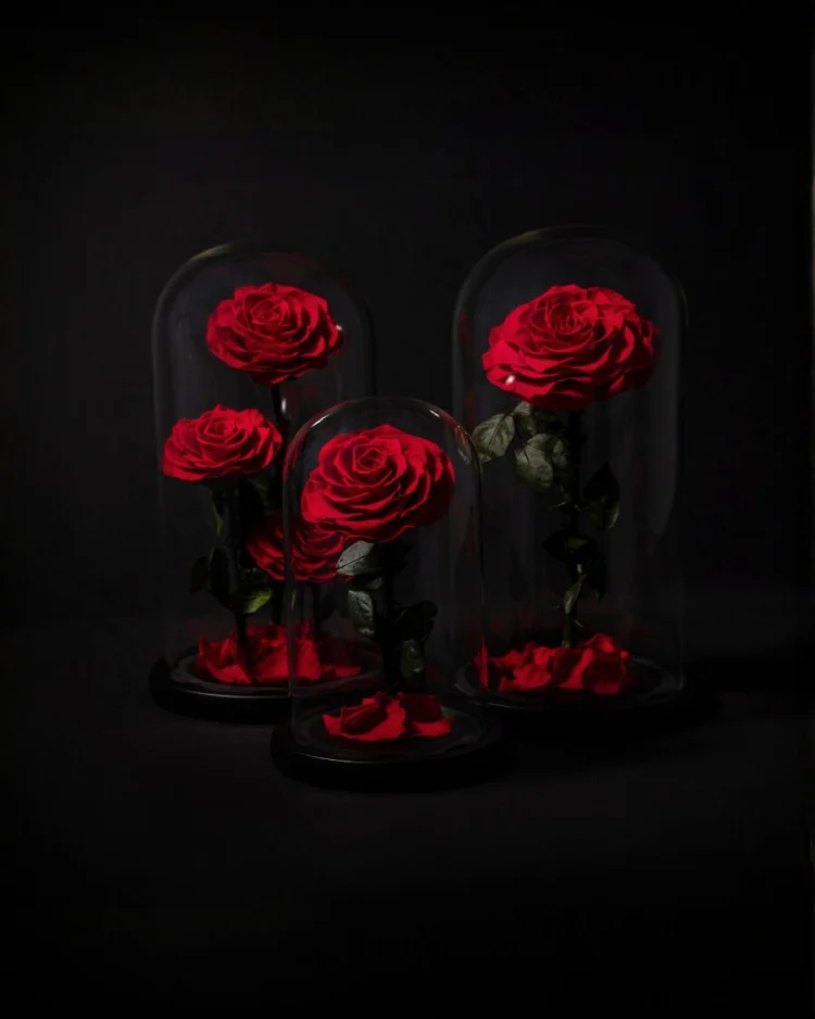 Eternal Roses in Dome