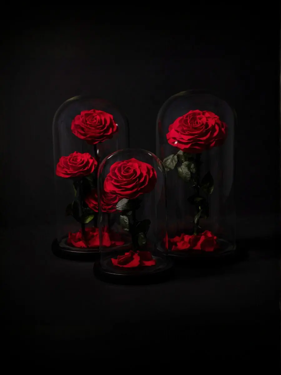 Eternal Roses in Dome