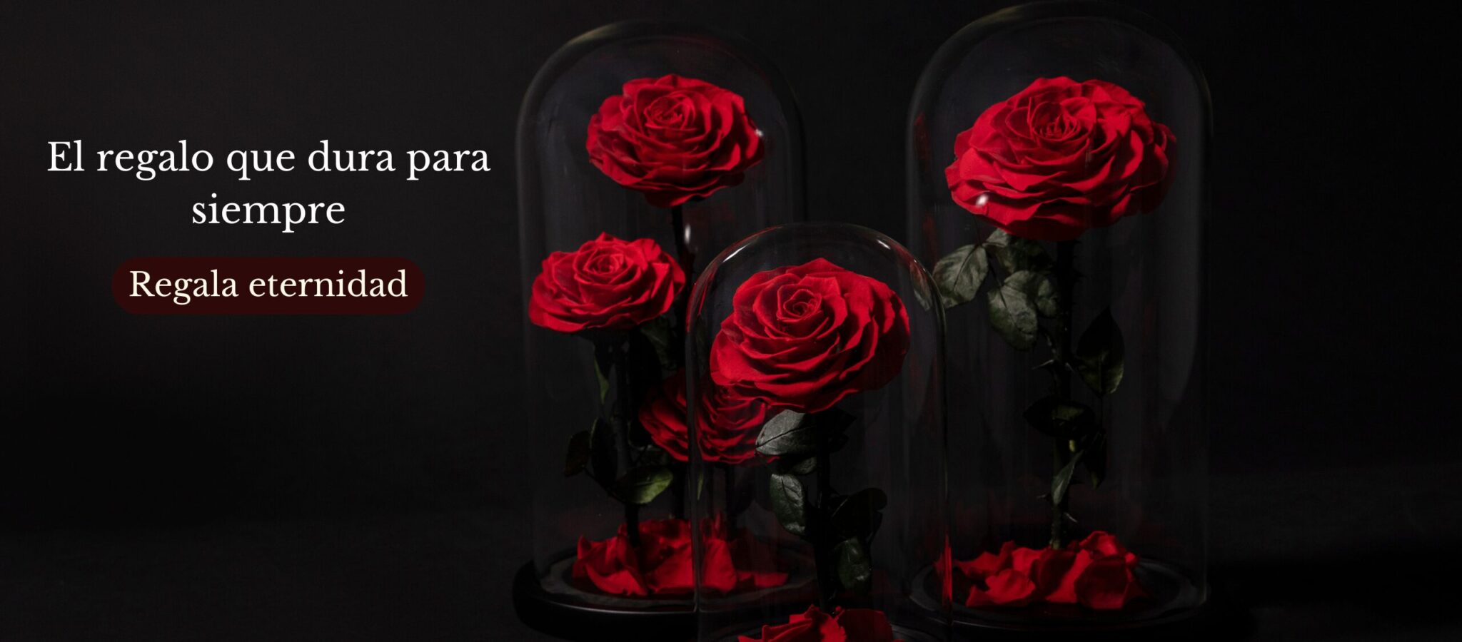 Sin título (2048 x 900 px) (2)