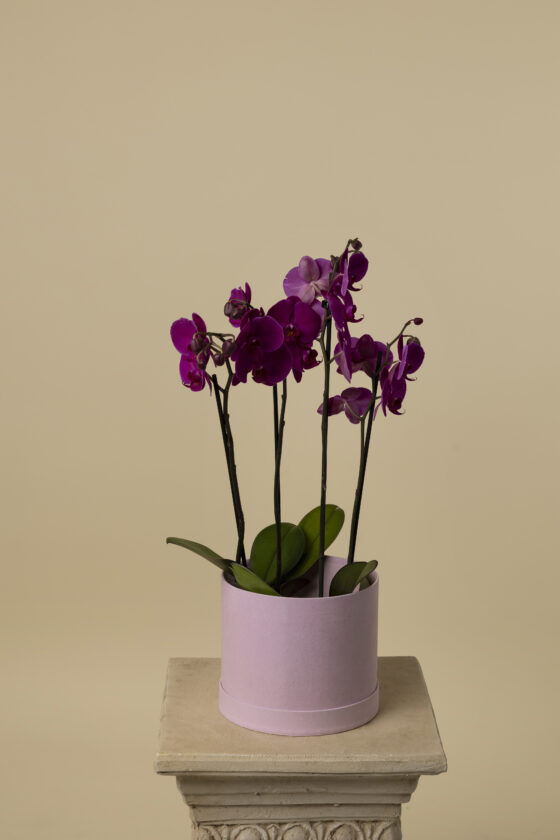 Orquídea Luxury Fucsia