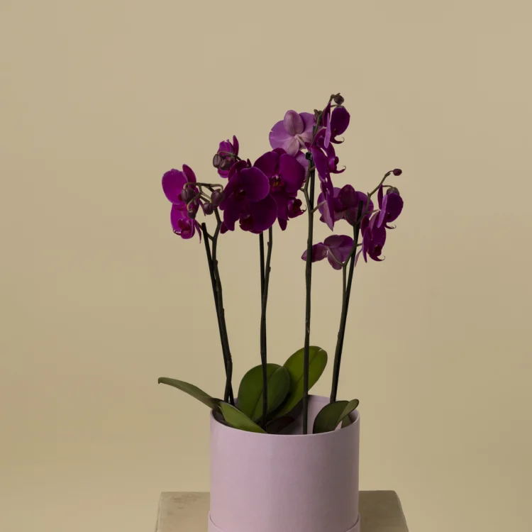 Luxury Fuchsia Orchid