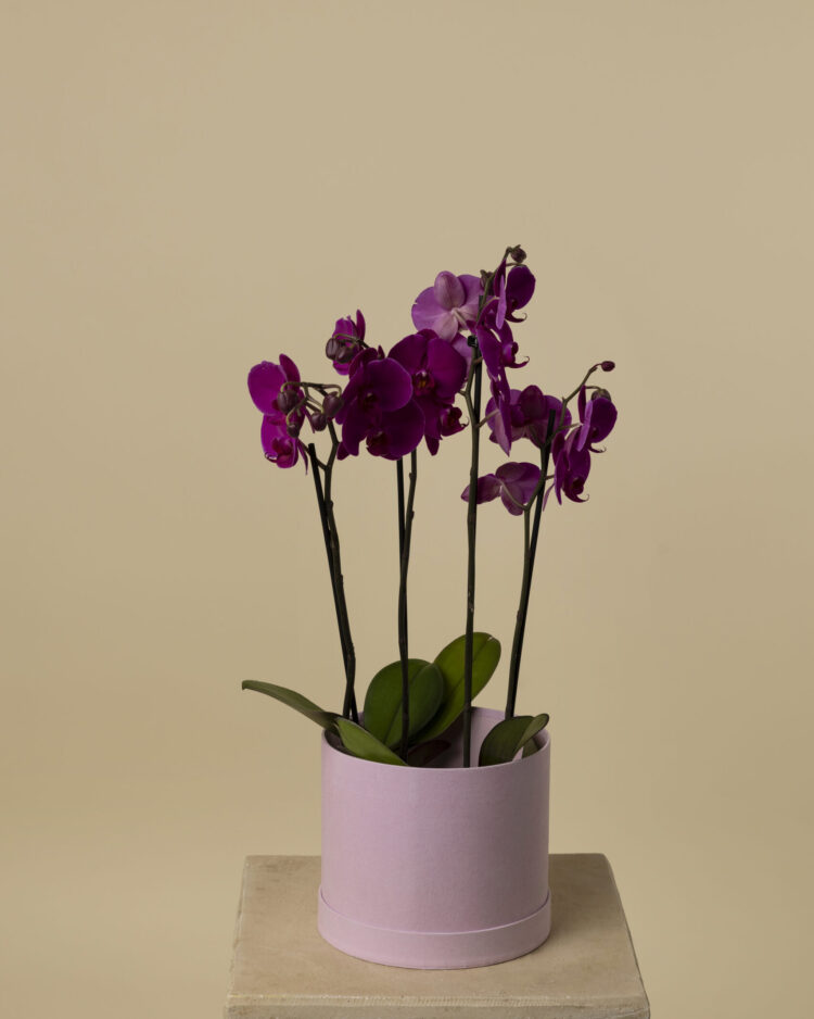 Orquídea Luxury Fucsia