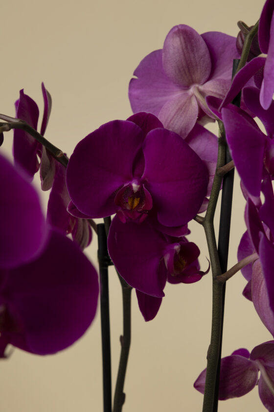 Orquídea Luxury Fucsia - Imagen 2