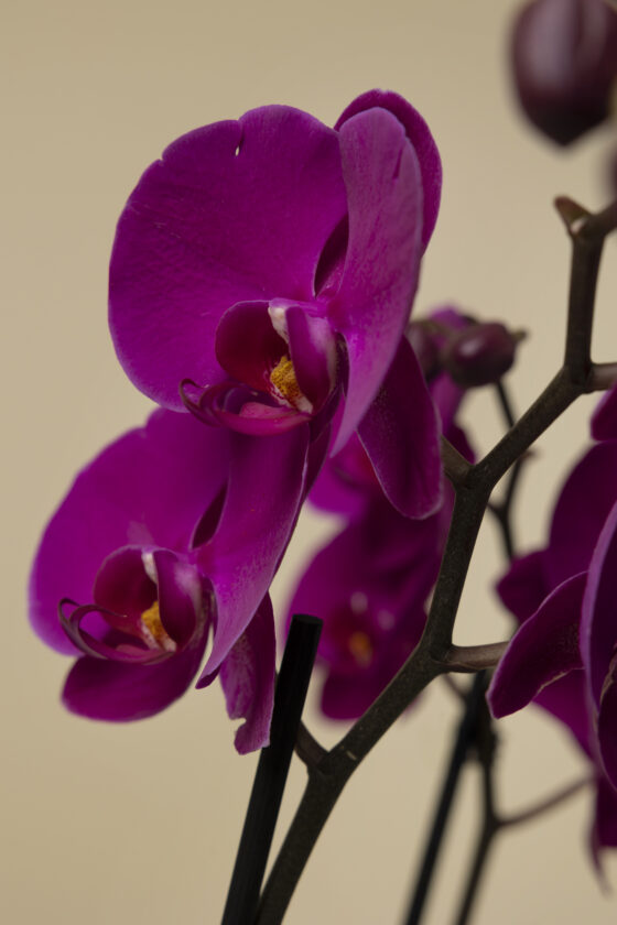 Orquídea Luxury Fucsia - Imagen 3