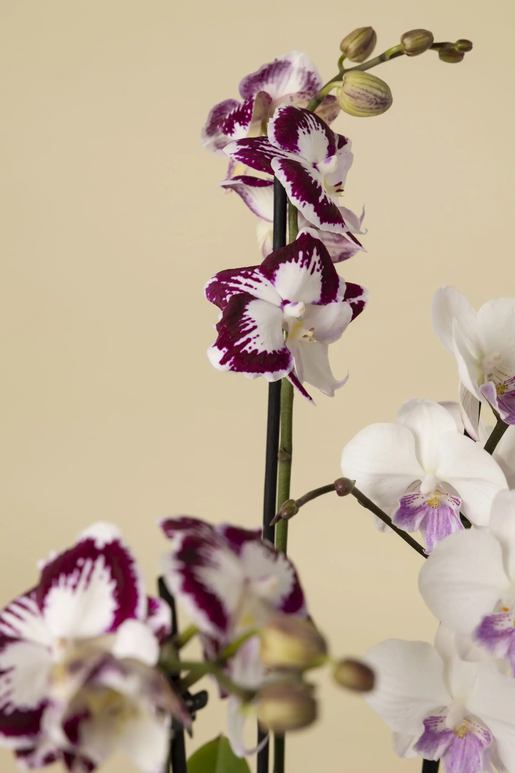 White and Purple Luxury Orchid - Image 2