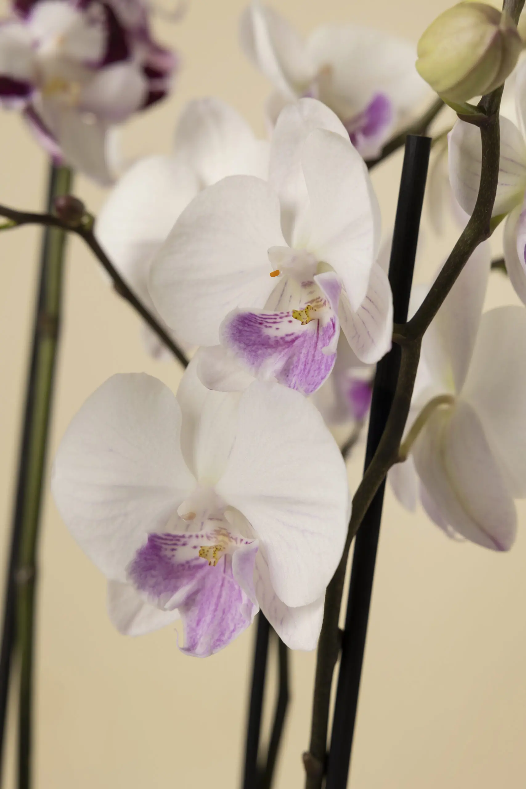 White and Purple Luxury Orchid - Image 3