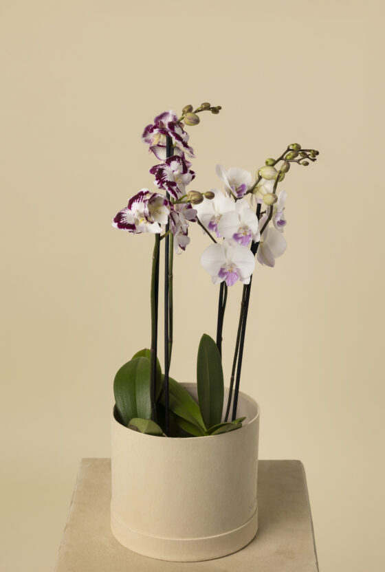 Orquídea Luxury Blanca y Púrpura