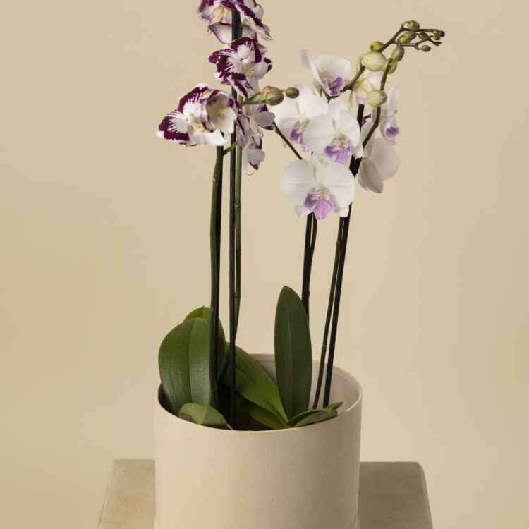 Orquídea Luxury Blanca y Púrpura